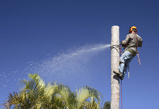 Best Hazardous Tree Removal  in Holley, FL