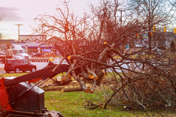 Best Root Management and Removal  in Holley, FL