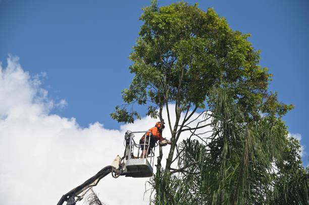 Professional Tree Services in Holley, FL