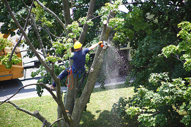 Best Tree Health Inspection  in Holley, FL