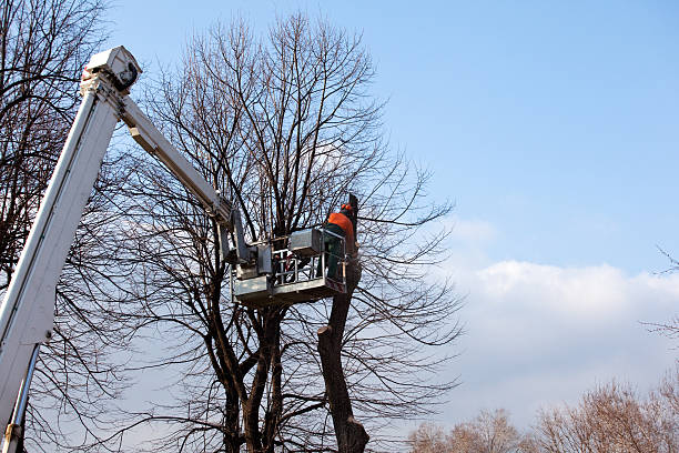 Best Tree Cabling and Bracing  in Holley, FL