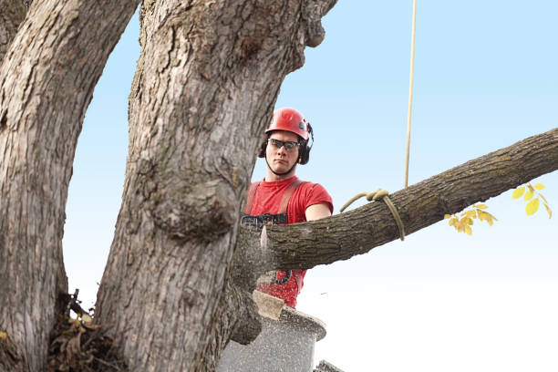 Best Tree Disease Treatment  in Holley, FL