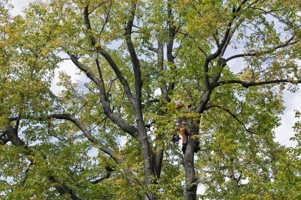 How Our Tree Care Process Works  in  Holley, FL